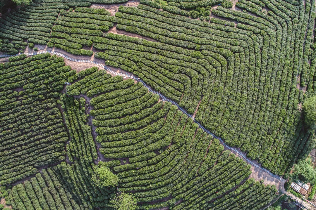 有一个地方叫黄龙岘有一种茶叫白露茶