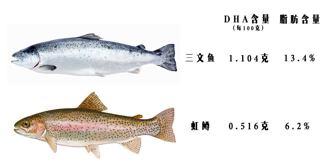 小巴问大头_虹鳟鱼