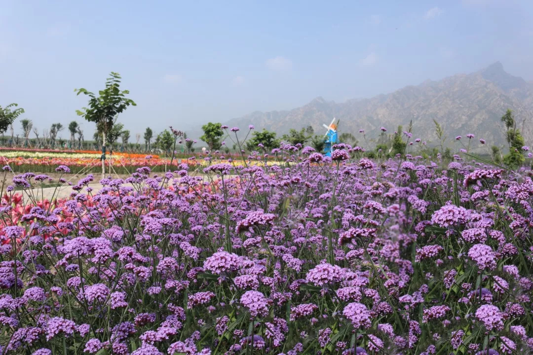 【旅游资讯】七彩大地"秋季千亩花海节"9月1日盛大开园