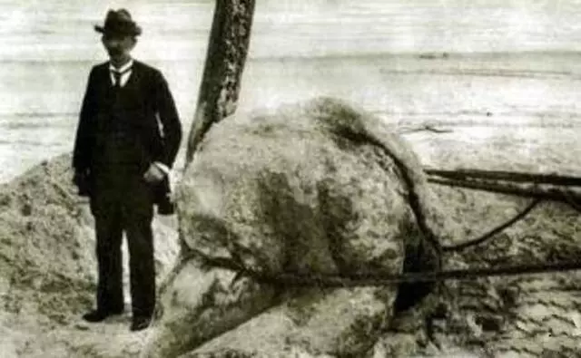 日本1977年海怪尸体事件 它是世界上最后一只蛇颈龙吗