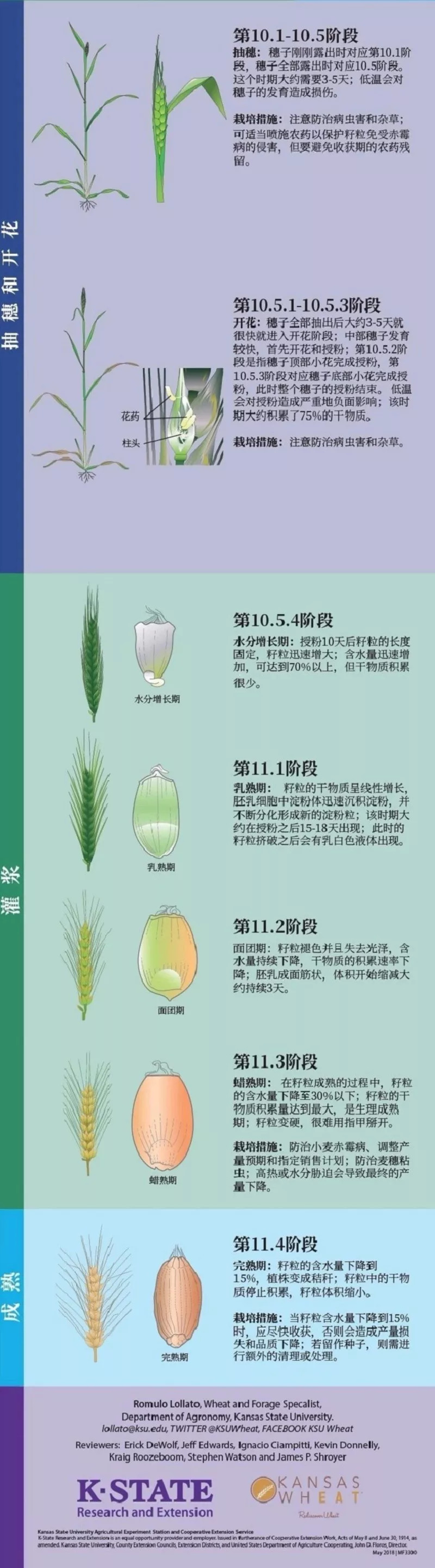 小麦的一生图解小麦从种子萌发到完熟