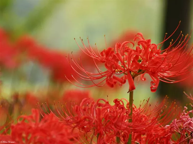 三生石,彼岸花,忘川河,一生只走一次的旅程