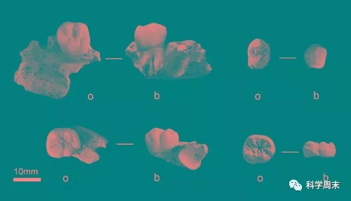 栾川孙家洞发现的古人类下门齿和臼齿化石