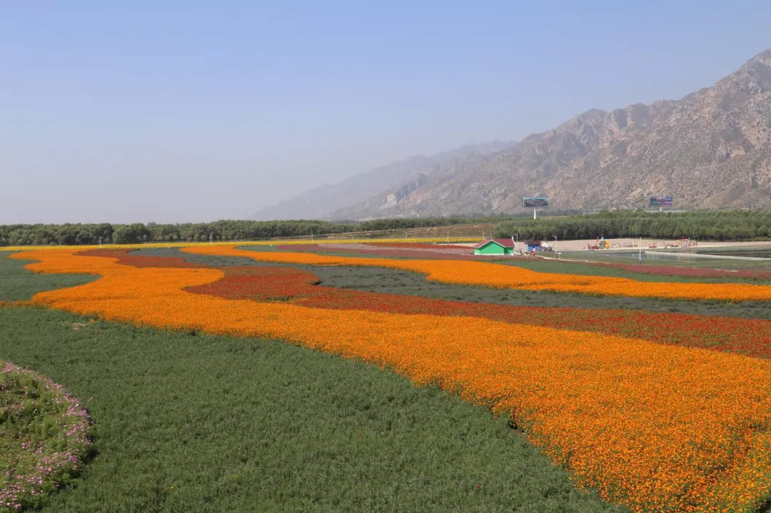 【旅游资讯】七彩大地"秋季千亩花海节"9月1日盛大开园