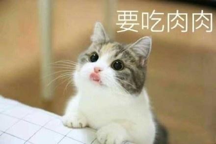 猫咪要钱吃肉肉表情包