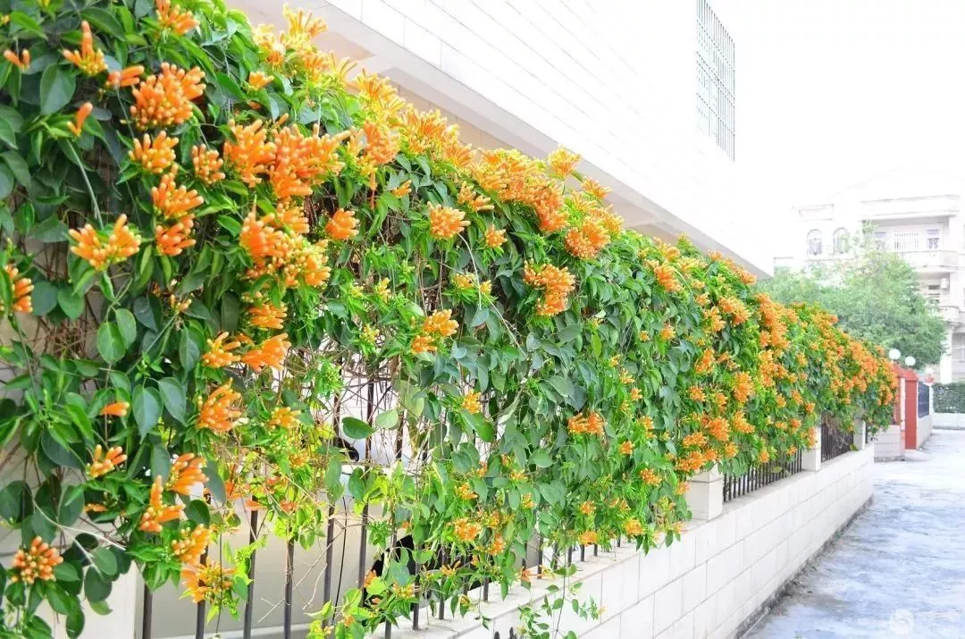 巧用藤本植物,花开满墙不是梦