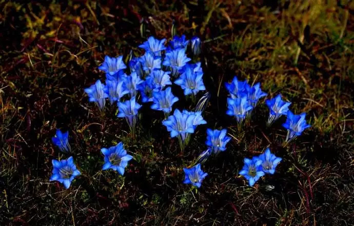 蓝色花的一二年生花卉(俗称草花,时花): 1.蓝花鼠尾草