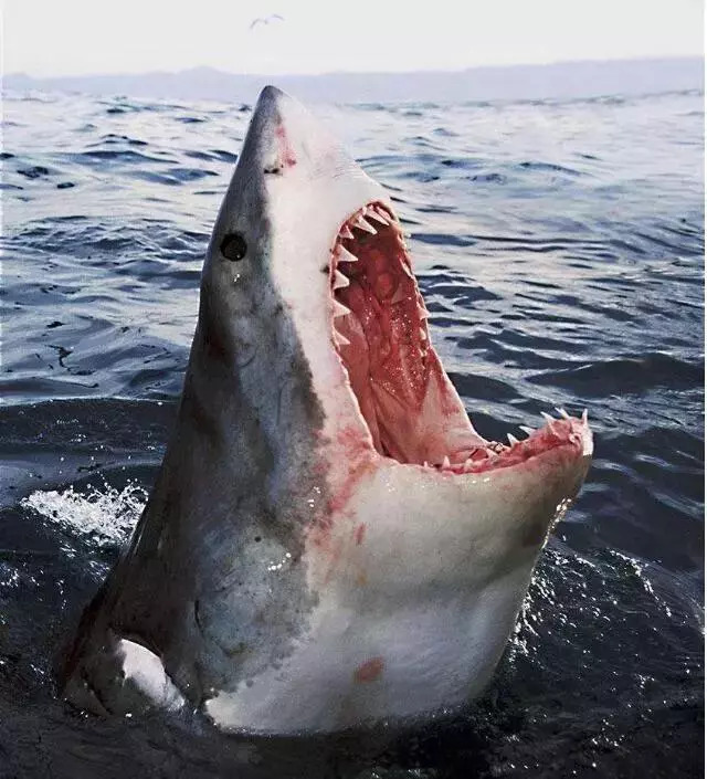 大白鲨性情异常凶悍 图/视觉