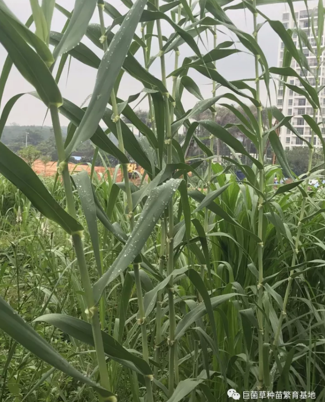 高产耐寒的绿洲一号,能解决秋冬季节养殖户的困扰_牧草