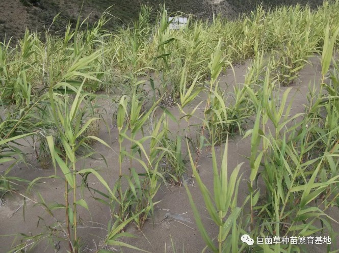 高产耐寒的绿洲一号,能解决秋冬季节养殖户的困扰_牧草