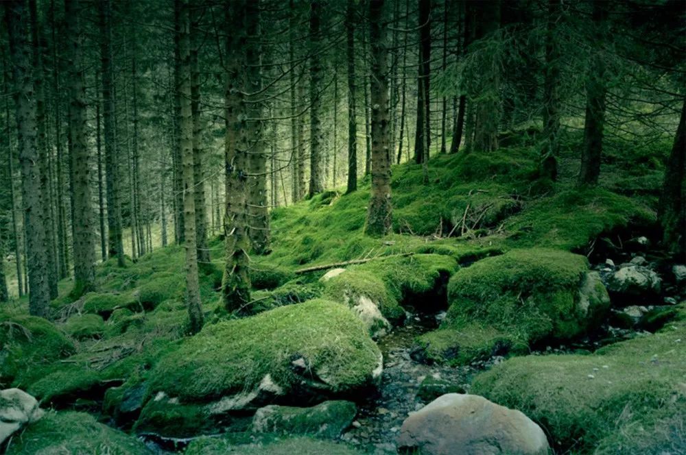 每个人心中都有一片【挪威的森林】