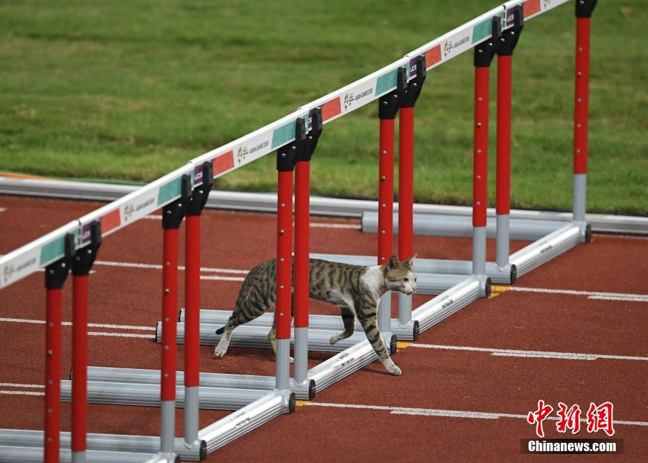 雅加达亚运会:女子100米栏预赛现猫咪"编外选手"