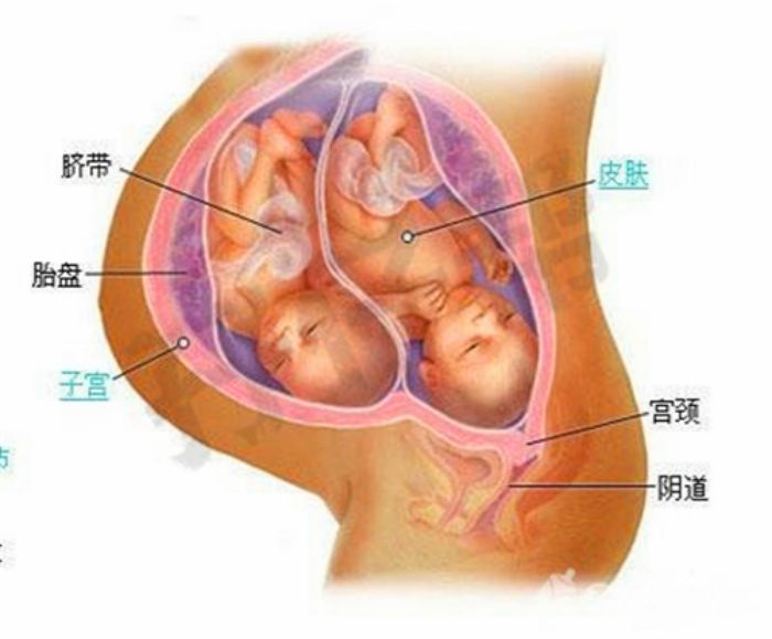 朋友圈流行的10张双胞胎胎儿发育过程图,你看了吗