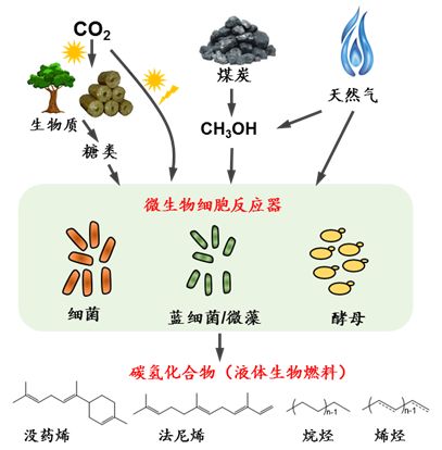 碳氢化合物生物制造