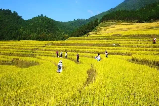 谁说广东没秋天,清远连山看梯田!绵延3公里稻花海洋俯瞰一地金黄!