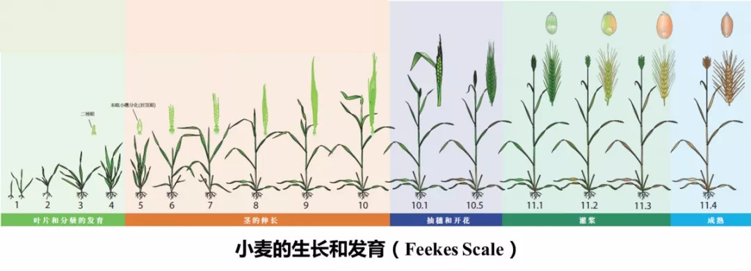 小麦的一生:图解小麦从种子萌发到完熟