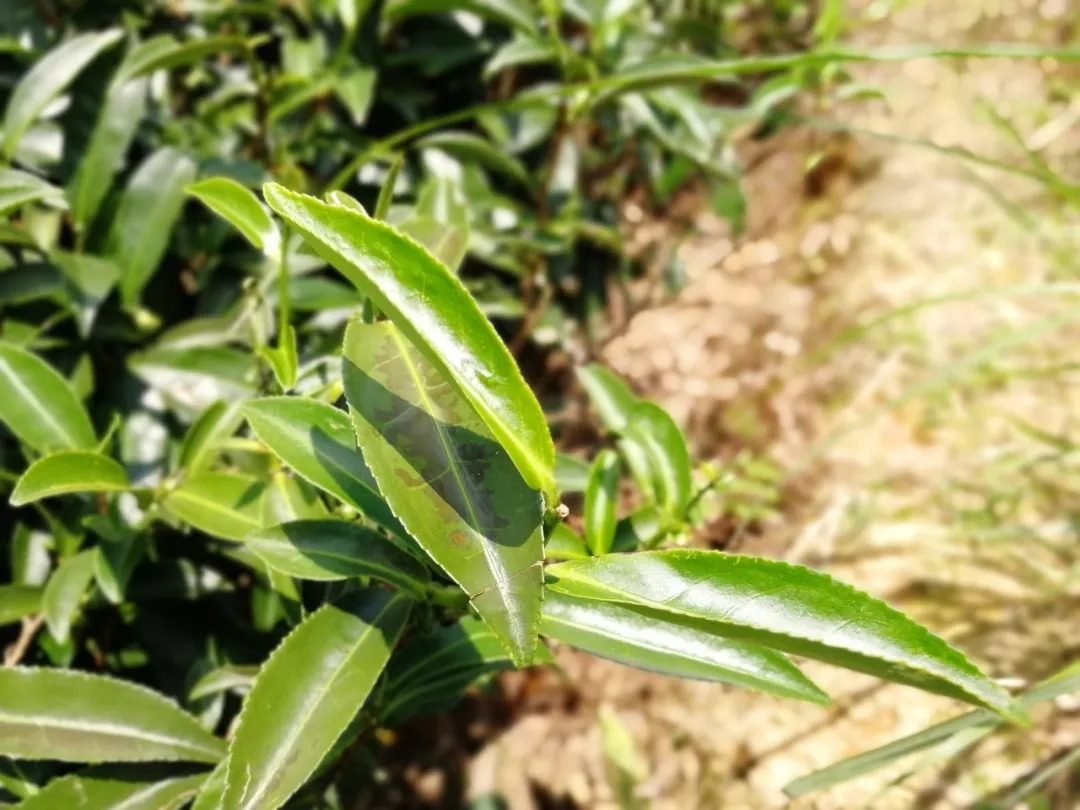 梅占茶树叶形狭长 陈重穆摄说起梅占茶发源的银瓶山,还有另一个传说