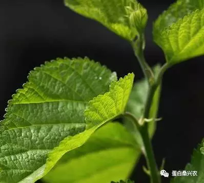 蛋白桑桑叶的常见病配方药理功效及临床应用和各家论述