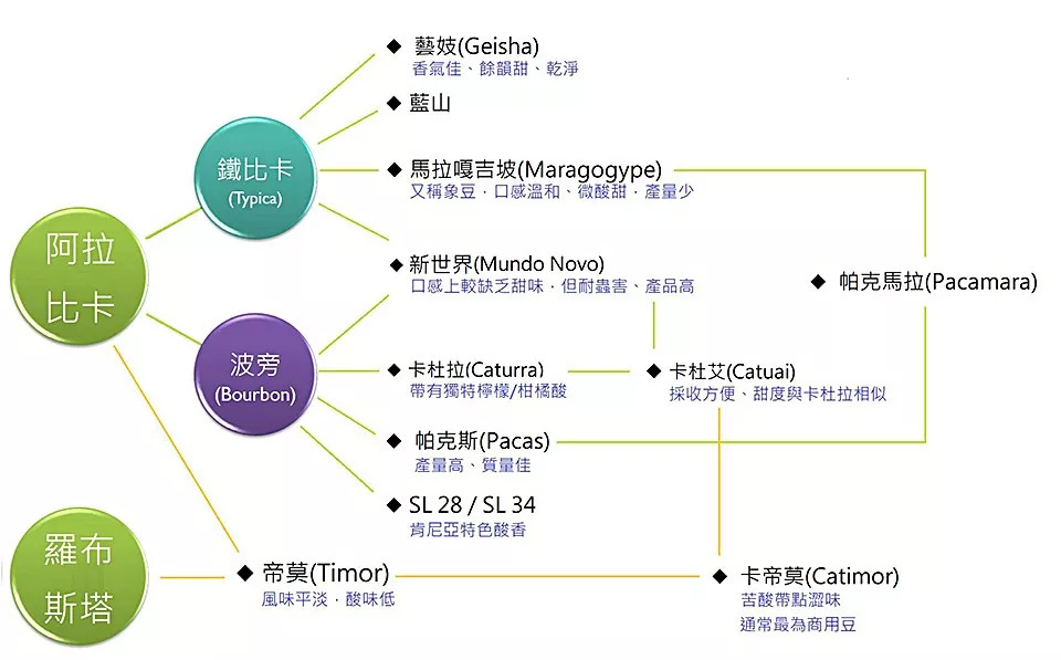 波旁变种 帕卡玛拉,卡杜拉,卡杜艾及萨奇莫的风味介绍