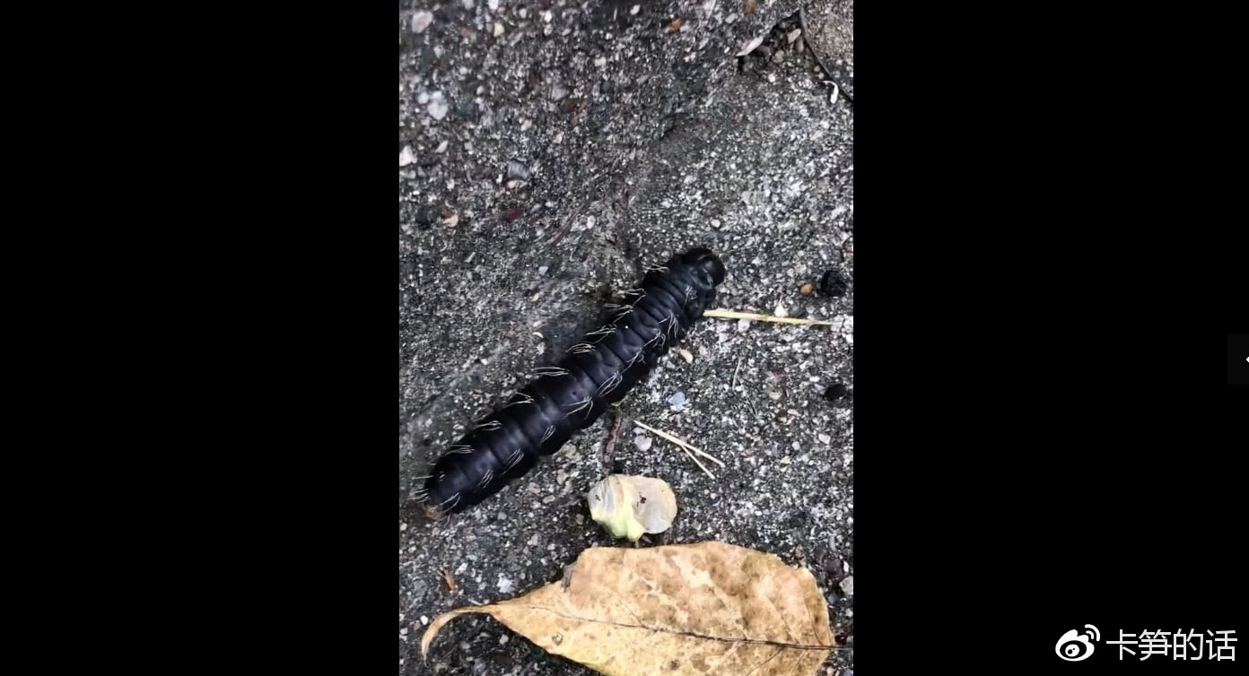 晚上打着手电筒发现新生物,快来看看这是什么?_幼虫