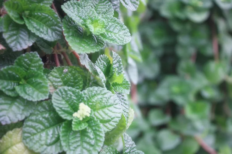 对付二手烟这10种植物效果胜过空气净化器