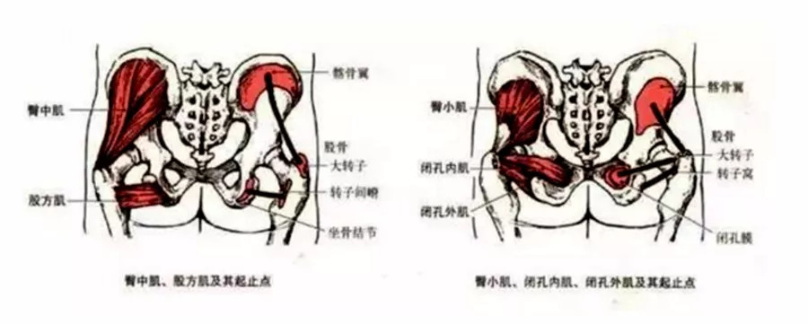 屁屁的"酒窝",臀部有坑更好看!