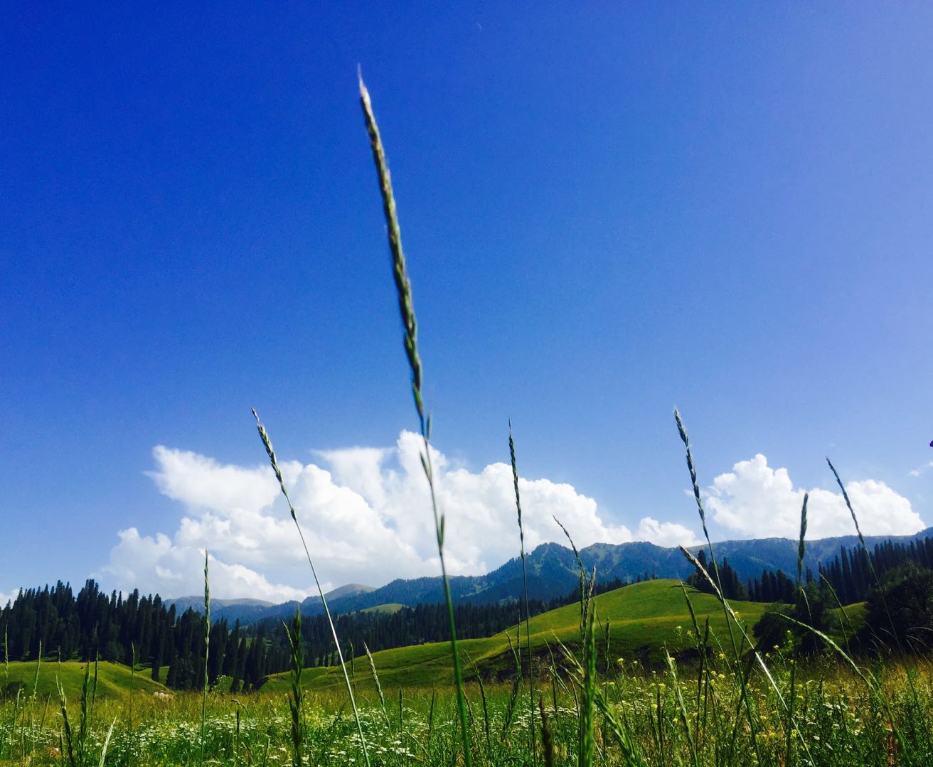 圖蟲攝影：那拉提草原，每一張都是風光壁紙 旅行 第4張