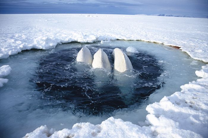 白鲸在加拿大北极冰洞里呼吸   sue flood / npl