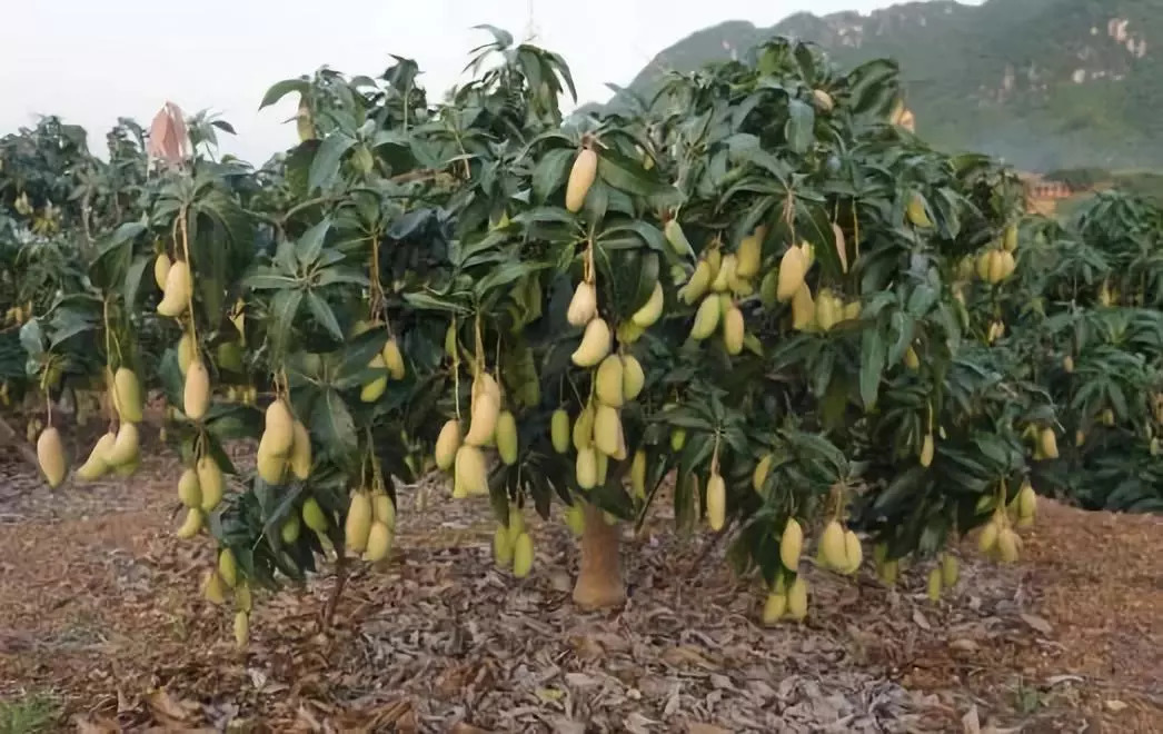 芒果种植是在什么气候呢具体在什么地区想种芒果的看一看