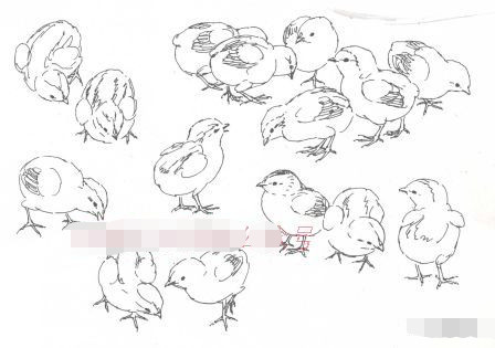 鸡的工笔画法, 鸡的工笔技法教程详解