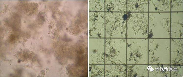 膨胀后期丝状菌丰度逐步下降,结构一般,有较多的毛虫类微生物出现