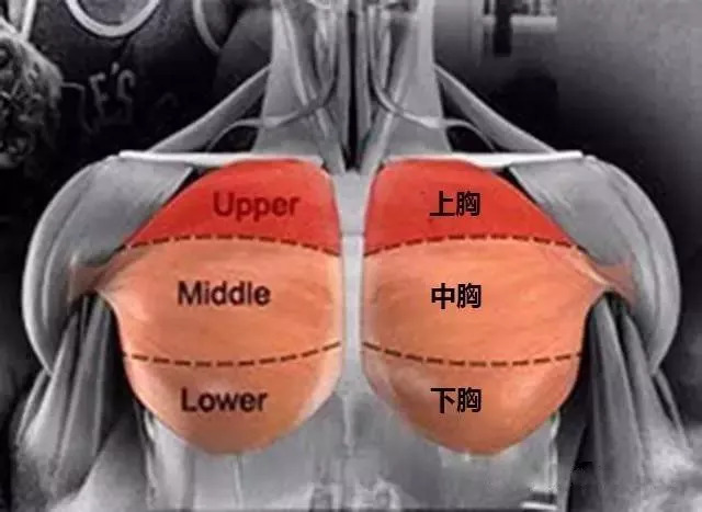 如何练出会抖动的胸肌?
