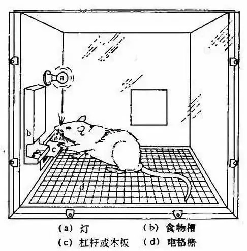 可以用心理学家斯金纳的实验来说明.