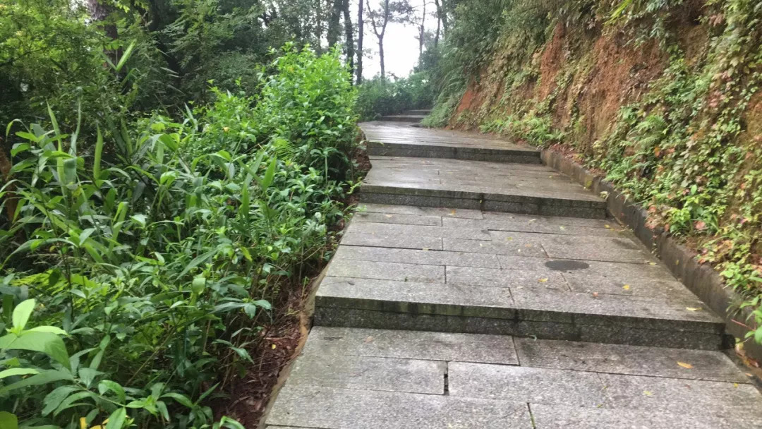 暴雨后登香山小心!今早一德庆男子差点遇险,树木折断倒路中间!