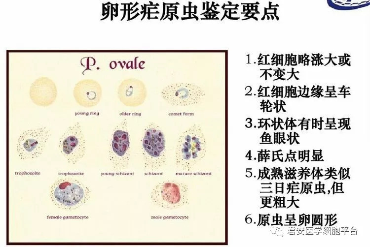 看图识细胞(第25期)疟原虫篇_虫体