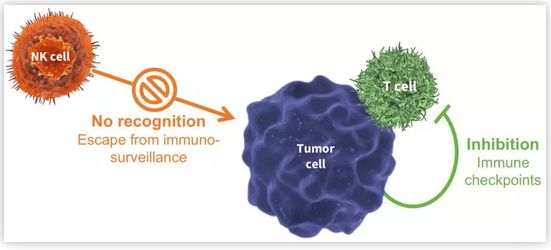 (图片来源affimed)因此为了阻止这种免疫逃逸,让nk细胞能够有效识别