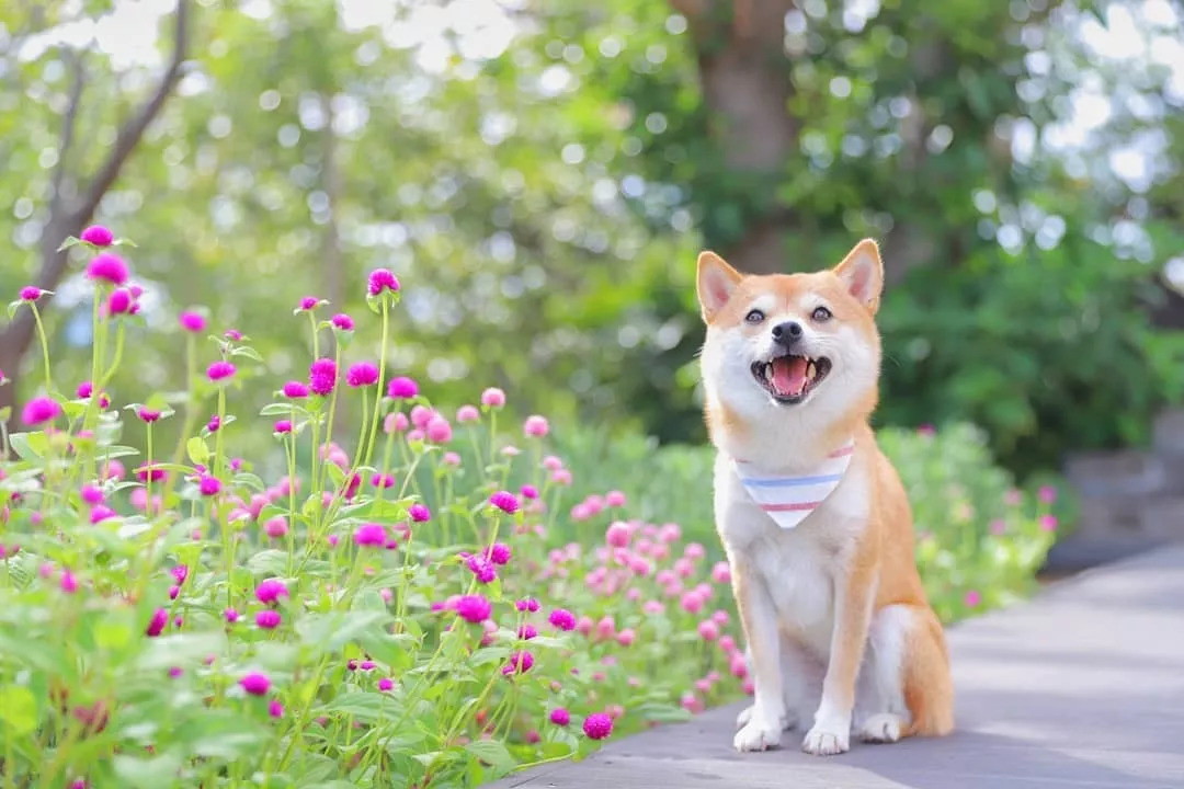 柴犬是不是最无忧无虑的狗?不然为什么总能笑的这么开心!