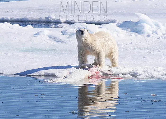 捕杀白鲸的北极熊 | michael gore / flpa许多世纪以来,北美和俄罗斯