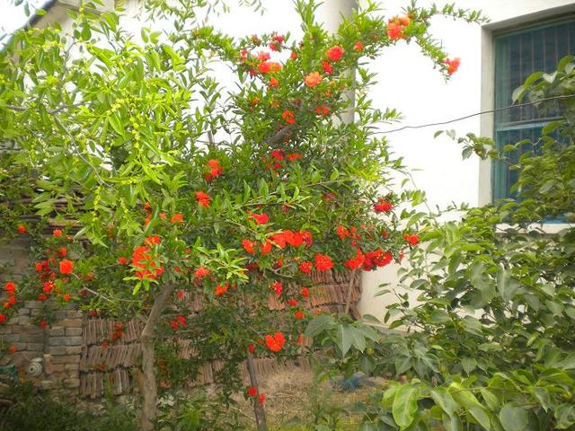 一般来说,家里如果是选择种在院子里的植物,最好是选择果树,因为开花