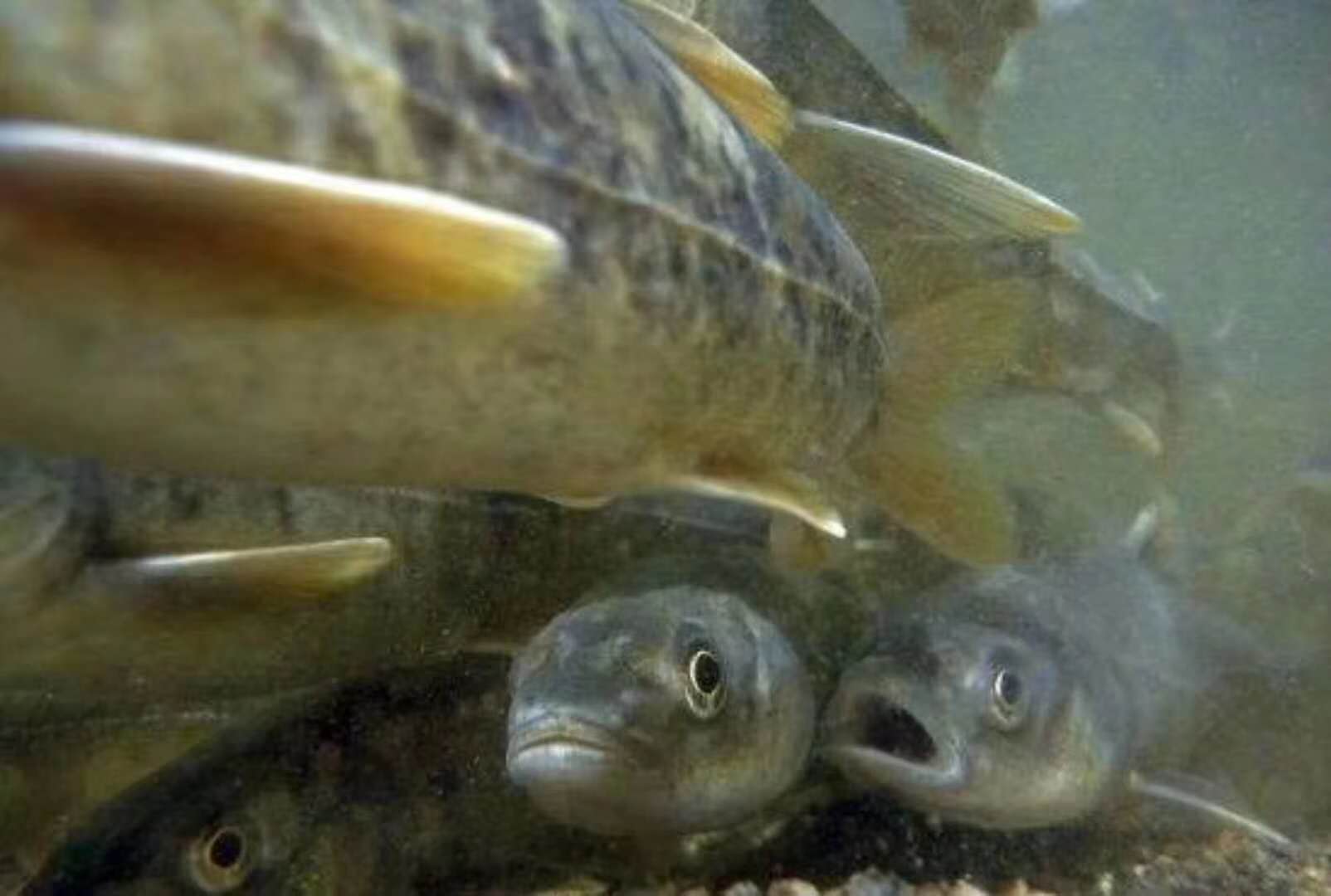 基于鱼类生物完整性的赤水河健康评估研究