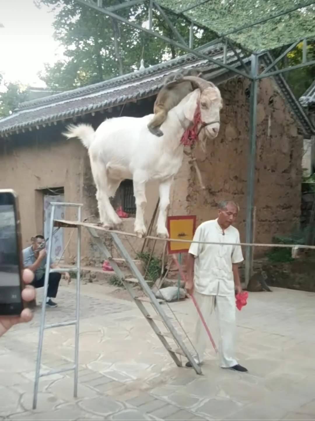 猴骑羊设计图__传统文化_文化艺术_设计图库_昵图网nipic.com