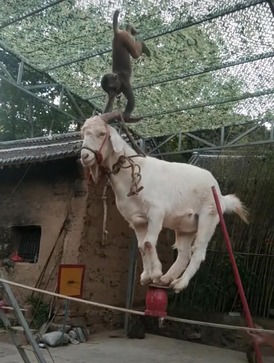 羊驮着猴子走钢丝,步伐沉稳老练,四蹄子还能站小桶上