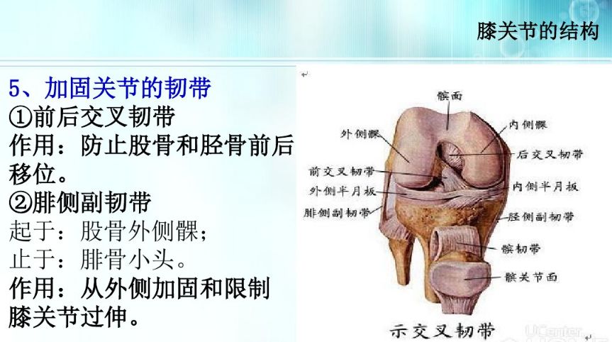 膝关节置换-生理解剖