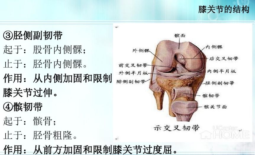 膝关节置换生理解剖