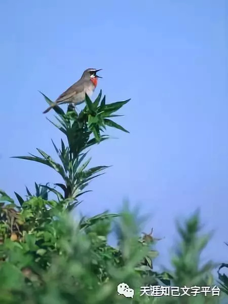 成语倦鸟知什么_倦鸟知还图片(2)