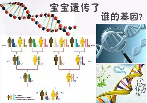 那么,相貌主要是由父母哪一方决定的呢?哪个的遗传因素大一些呢?