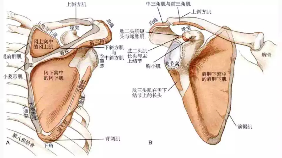 两个面,其中前面的肩胛下窝有肩胛下肌附着,前面观可以看到喙突,有肱