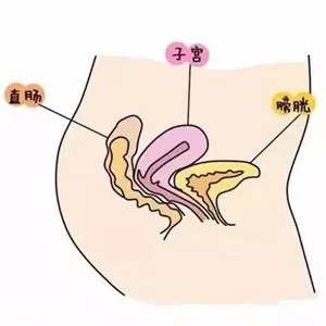 妈妈的身体是怎么变化的 子宫在位于骨盆腔中央 前方是膀胱 后面是