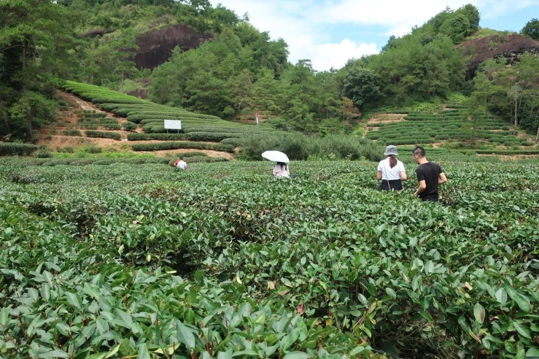 在青狮岩茶厂负责人的带领下,好茶仓来到了青狮岩茶厂位于猪仔洞的