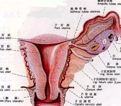 例假时间短量少怎么办